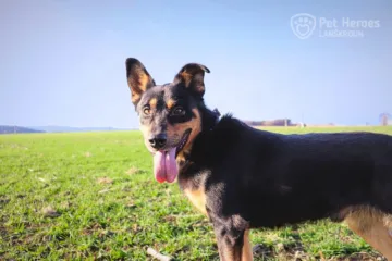 dobrman, ovčák, černá s pálením