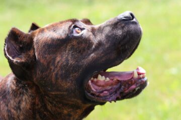 bandog, moloss, bull, hnědá, žíhaná
