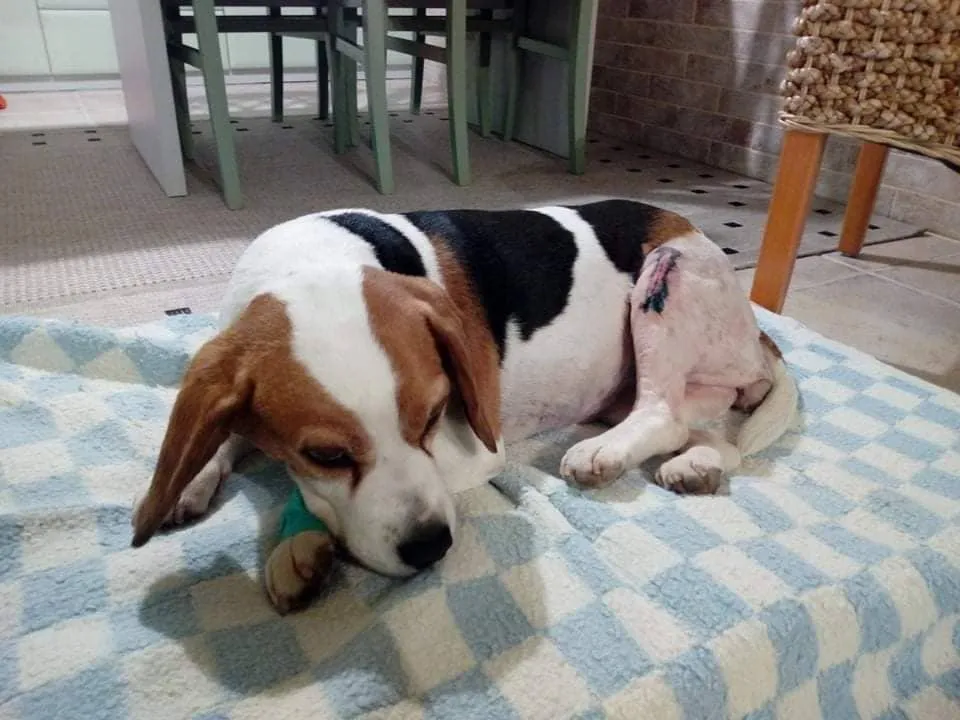 beagle, bígl