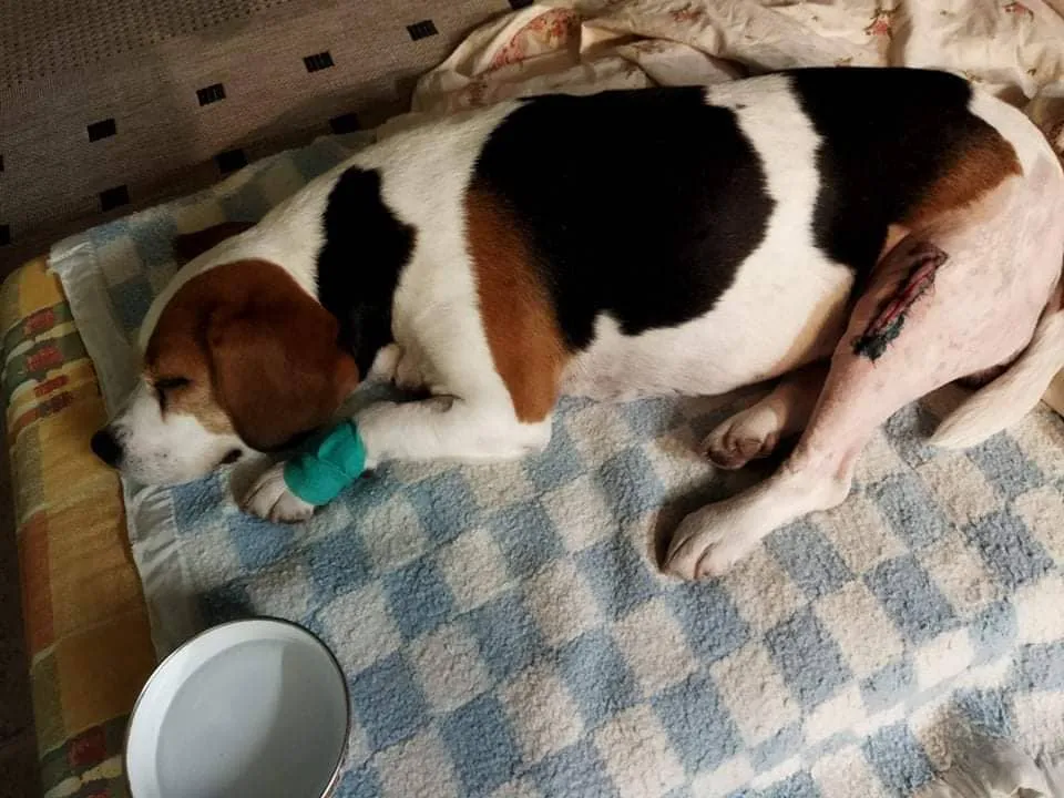beagle, bígl