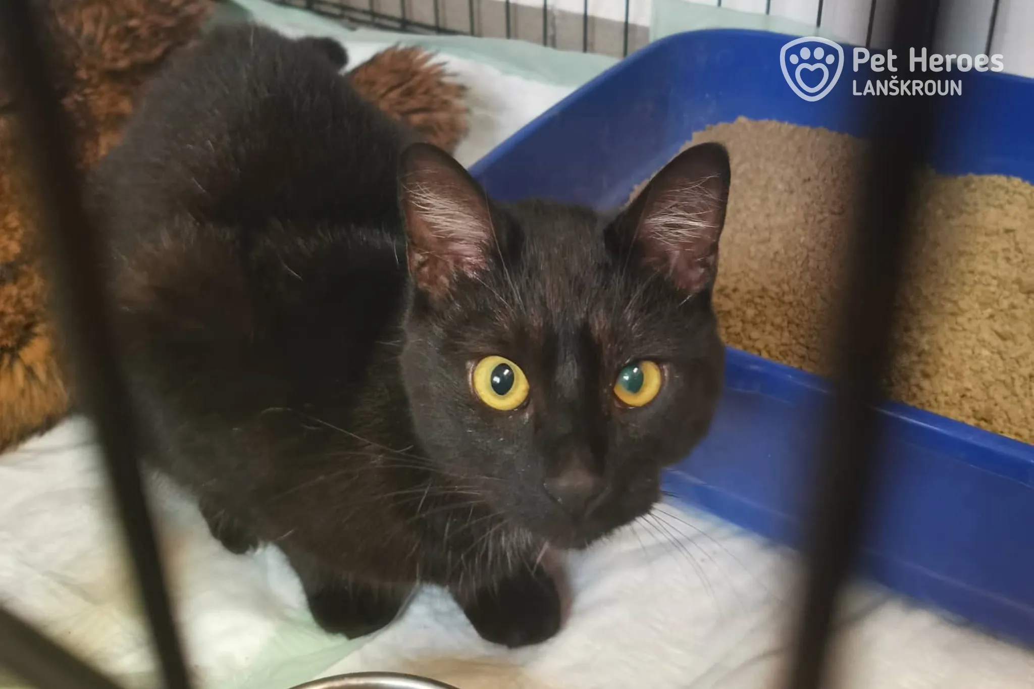 nalezený černý kocour