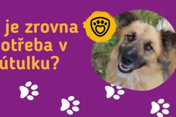 Co je potřeba v útulku?