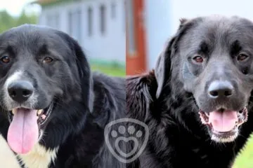 retrívr, černý, pes, duo