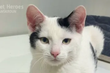 kocour, bílá, černá