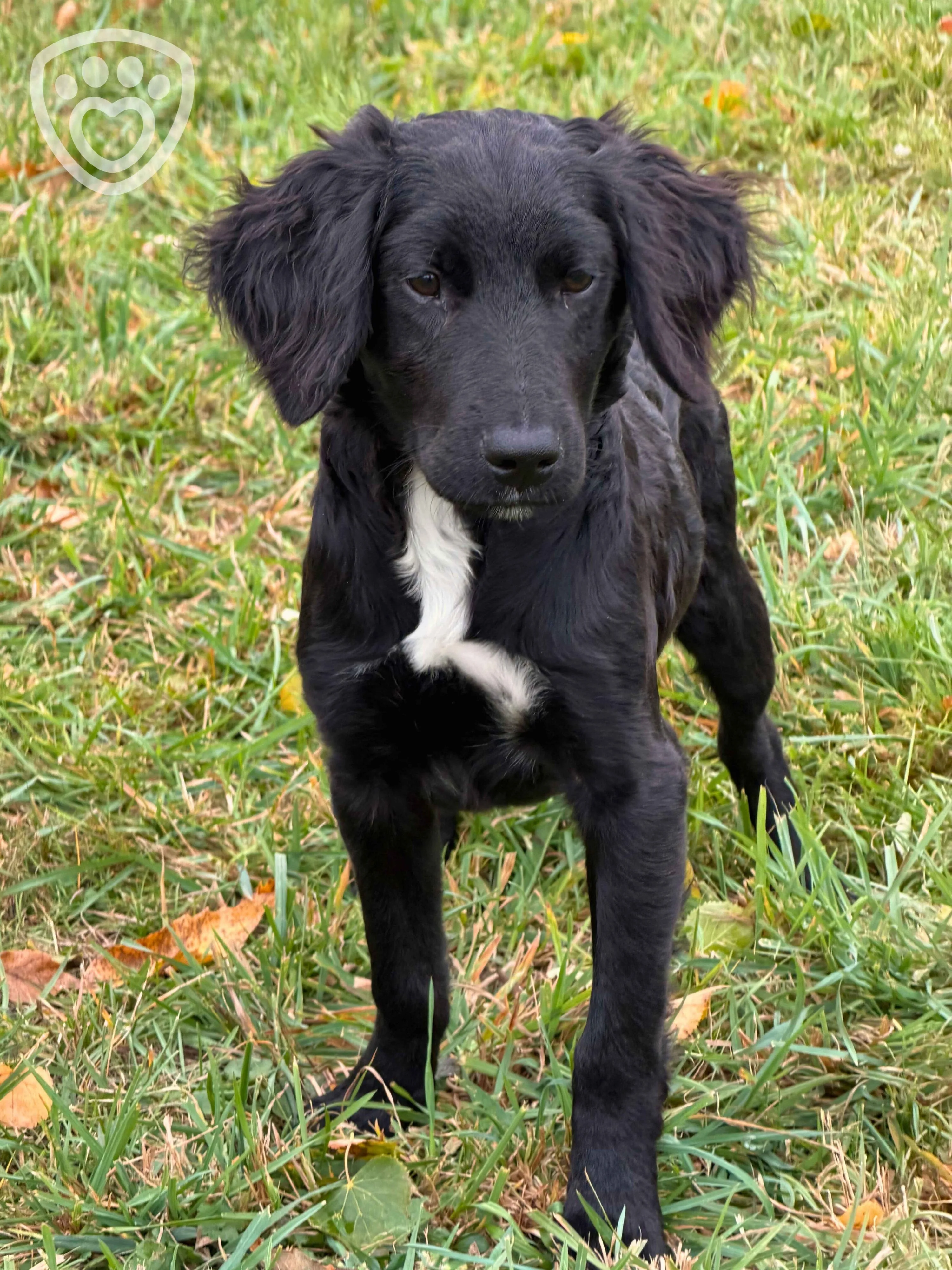 štěňata, černá, puppy, pes