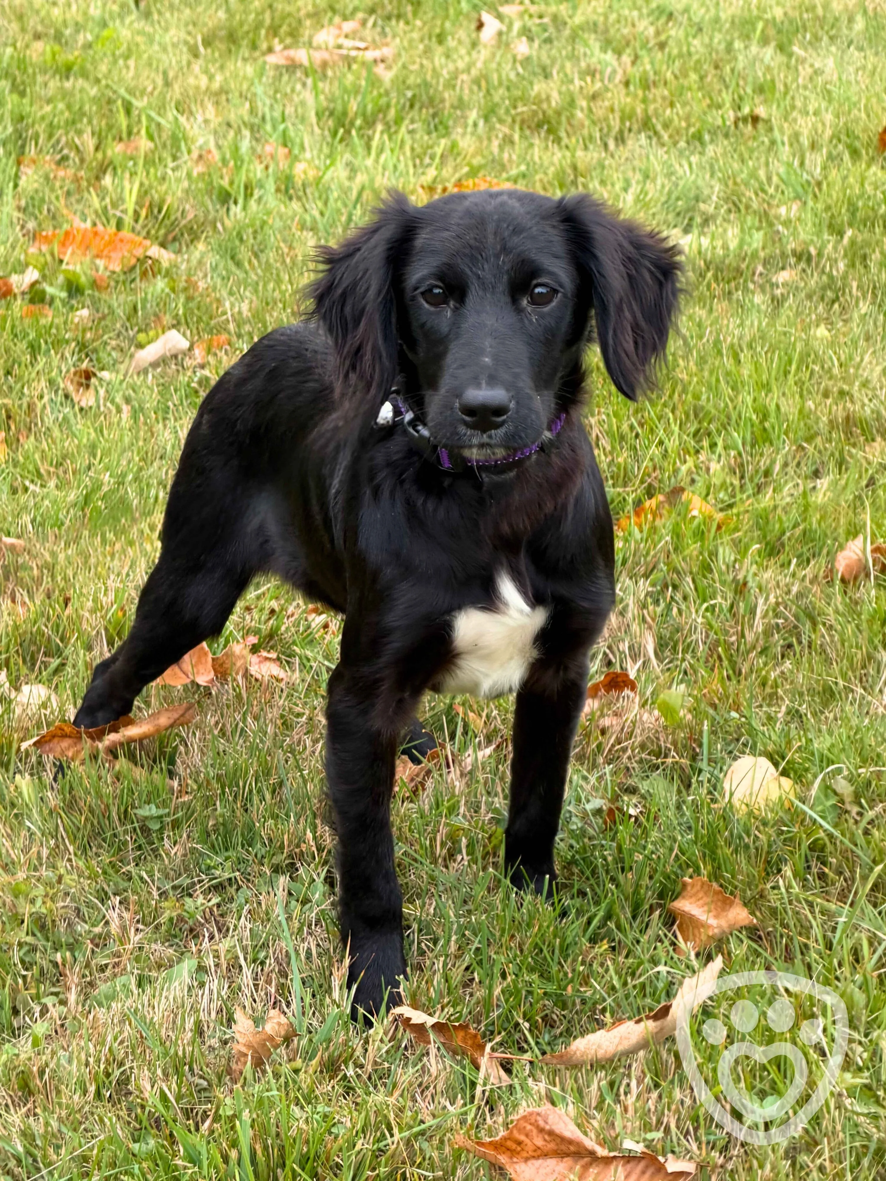 štěňata, černá, puppy, pes
