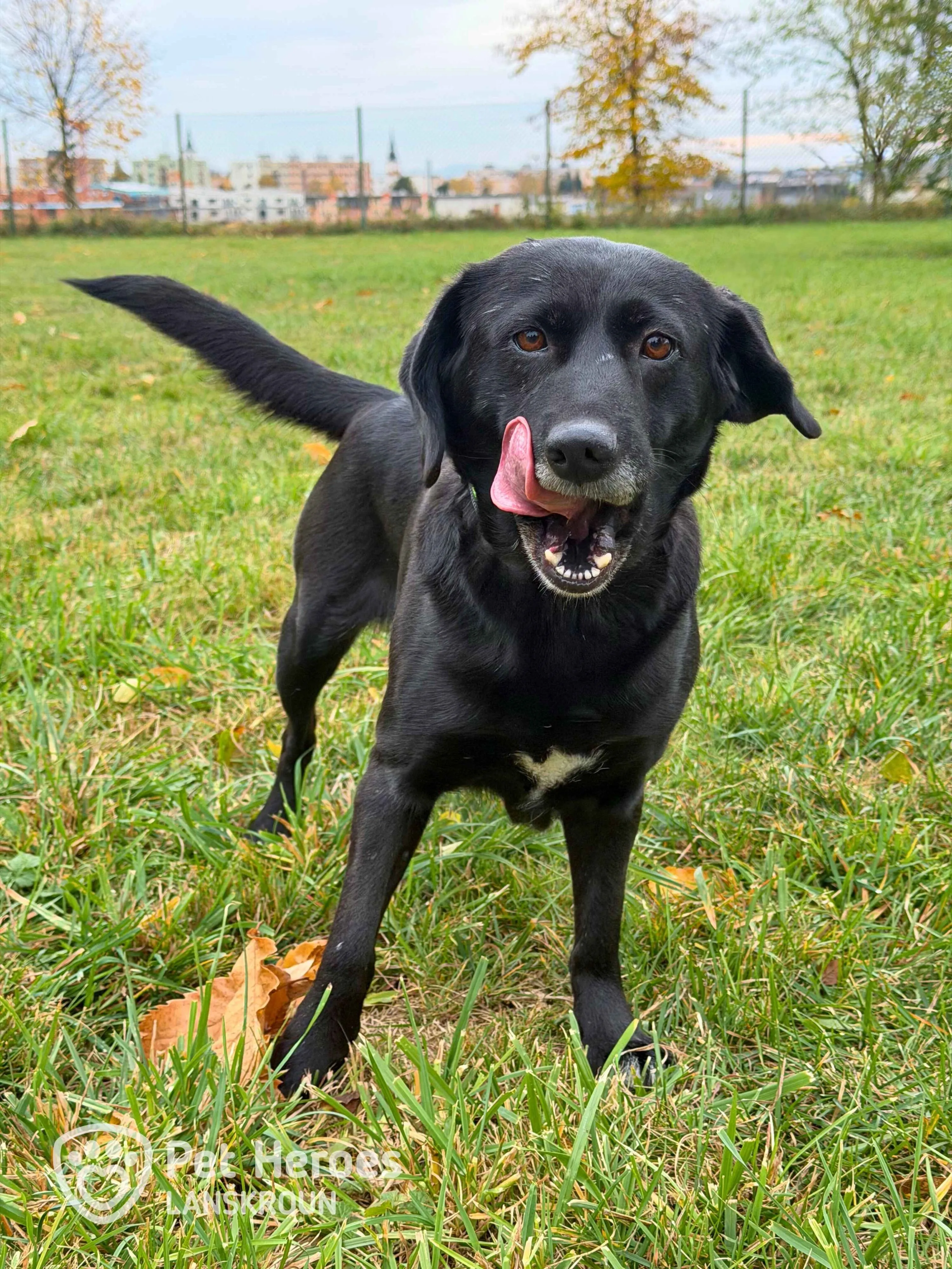 černá, labrador, fena