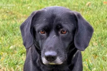černá, labrador, fena