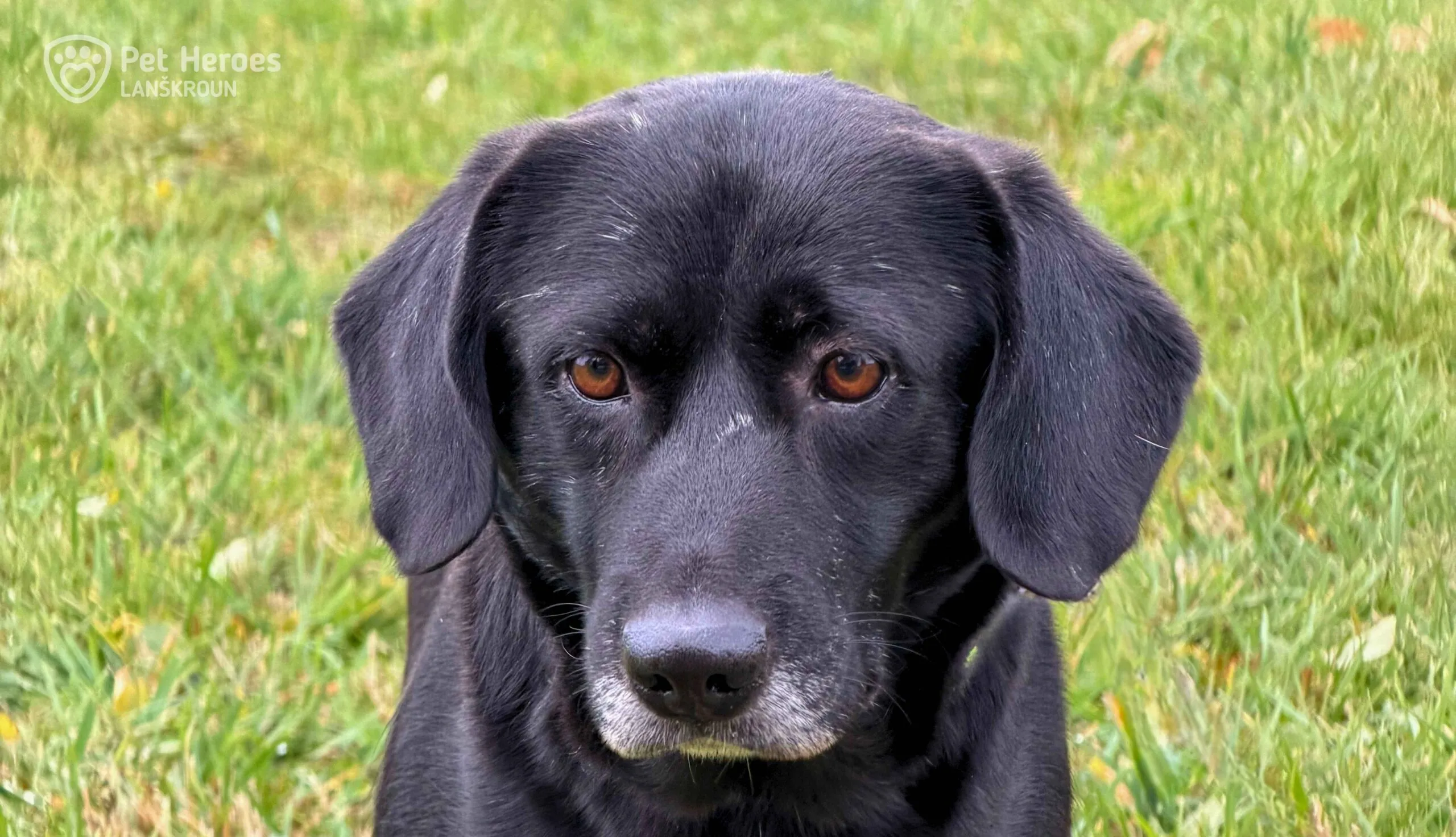 černá, labrador, fena