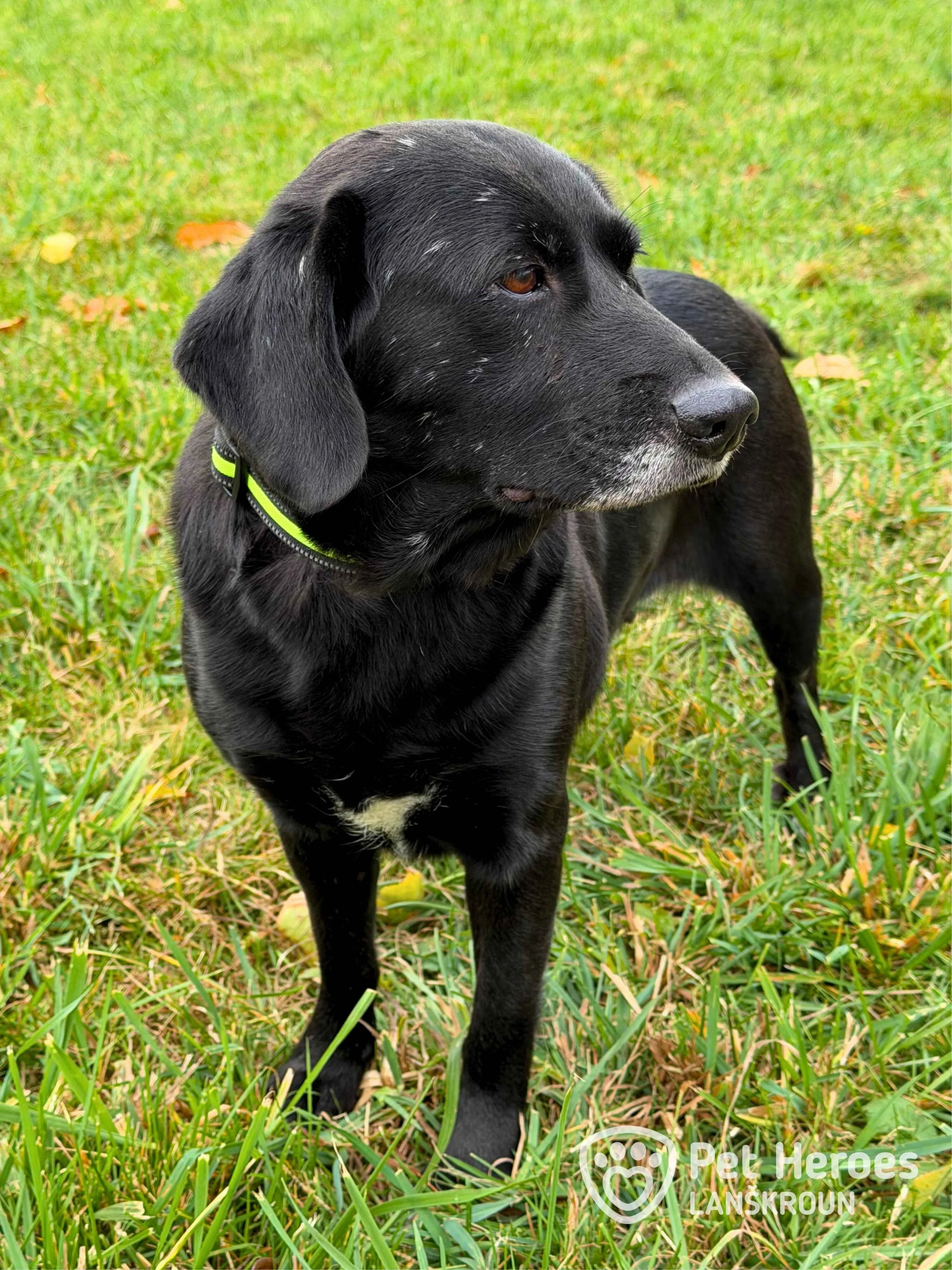 černá, labrador, fena