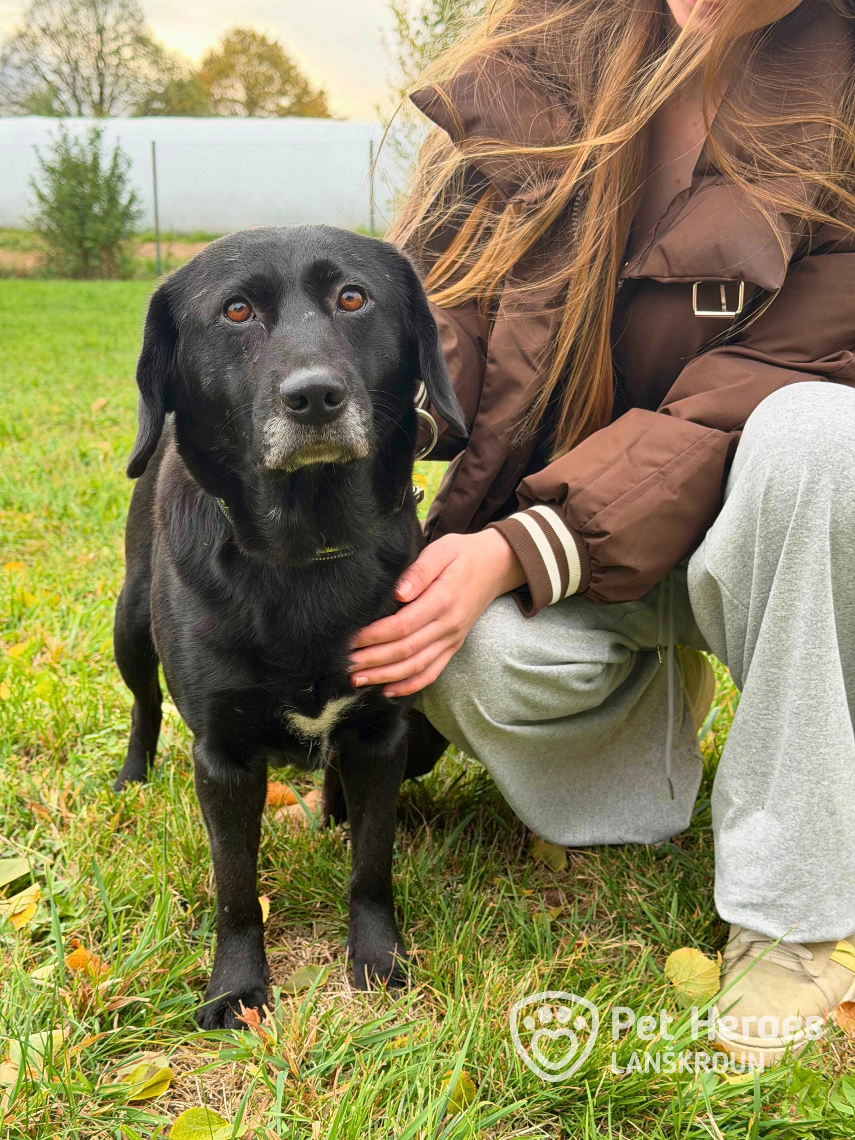 černá, labrador, fena