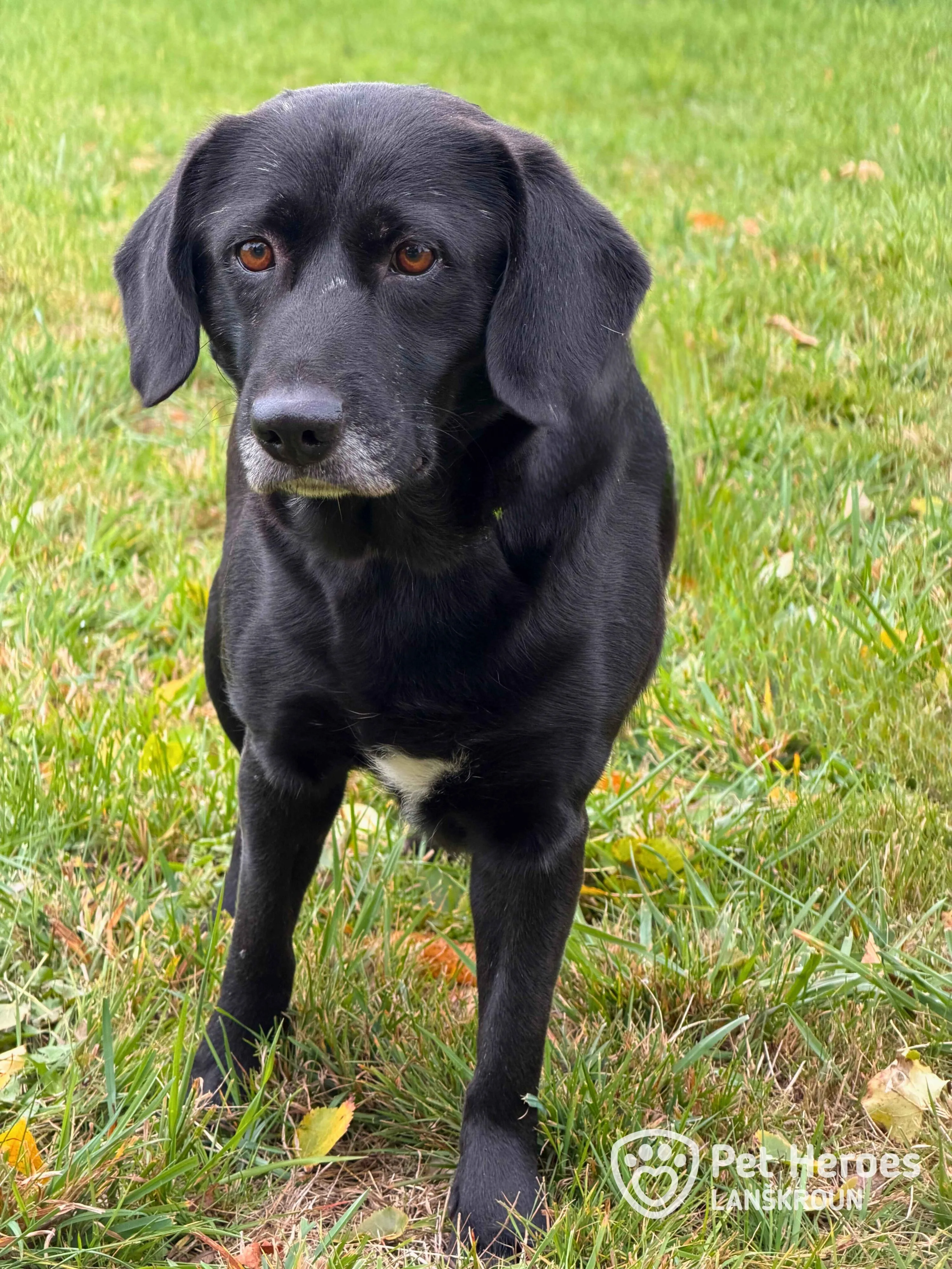 černá, labrador, fena