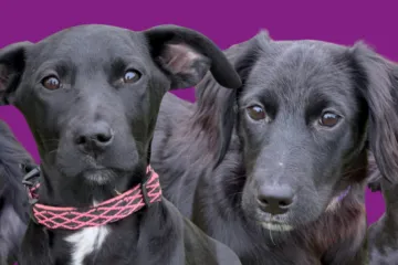 štěňata, černá, puppy, pes