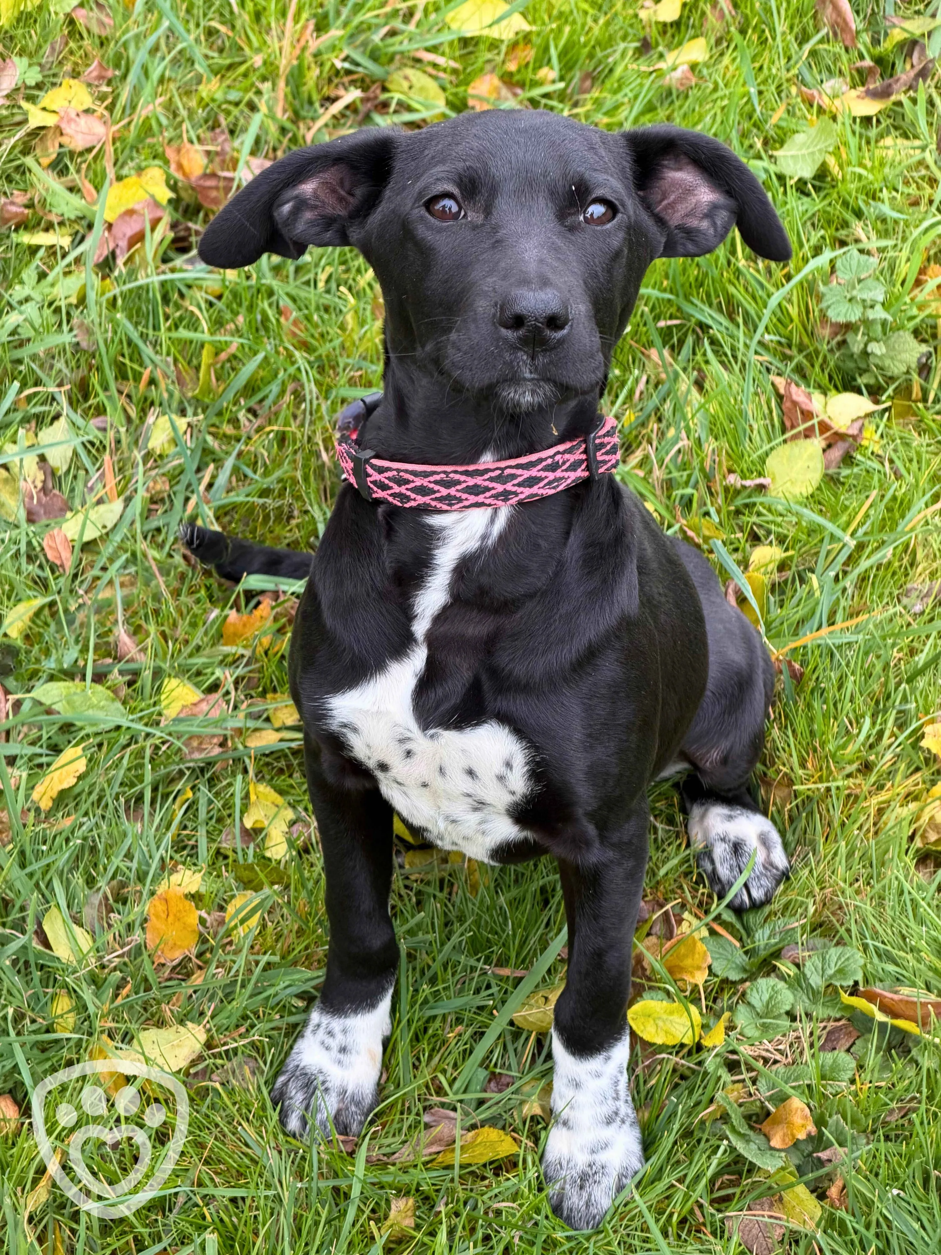 štěňata, černá, puppy, pes