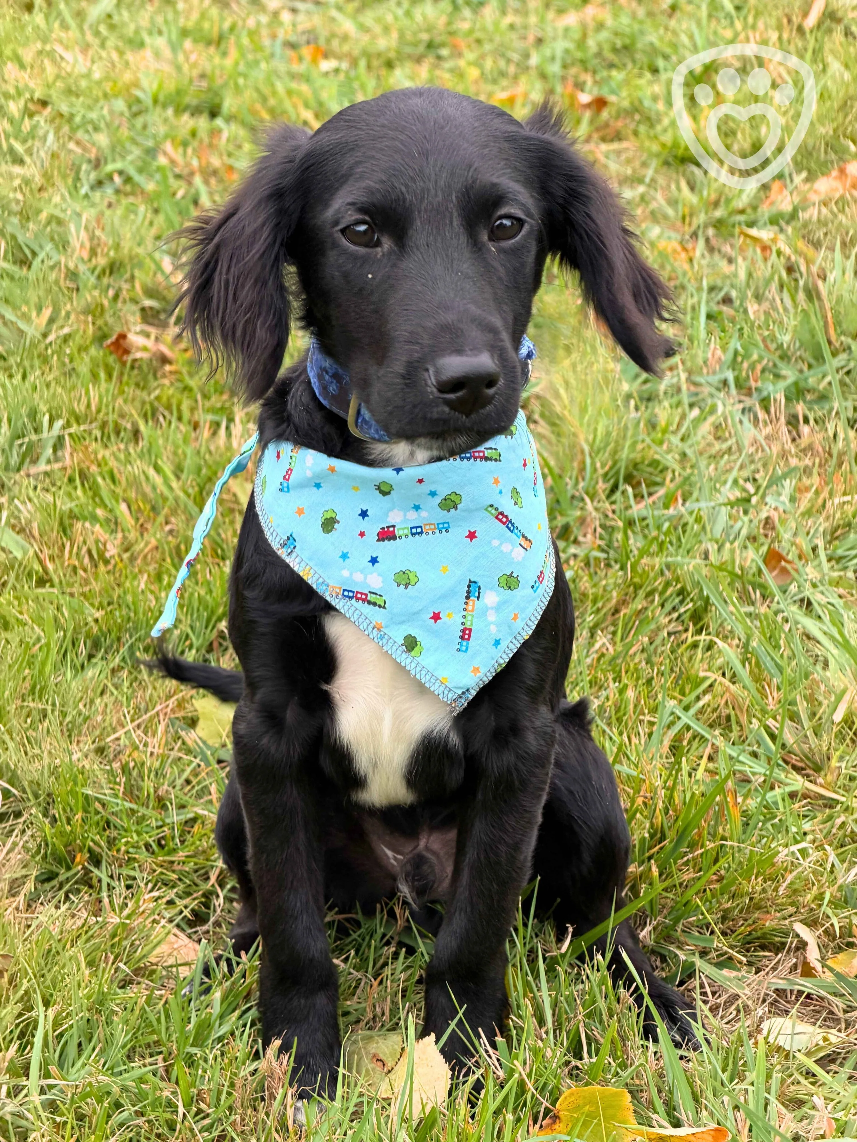 štěňata, černá, puppy, pes